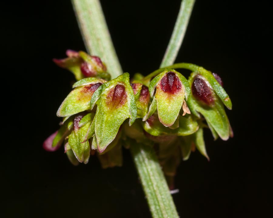 Rumex cfr. crispus